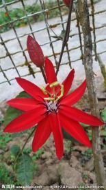 奇异花