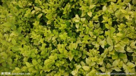 绿篱植物