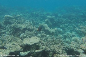 马尔代夫海底世界