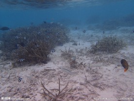 马尔代夫海底世界