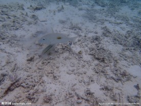 马尔代夫海底世界