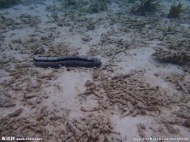 马尔代夫海底世界