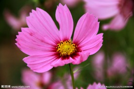 格桑花