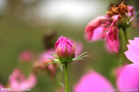 花蕾