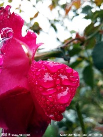 月季花磊