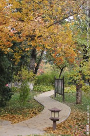 地坛公园枫叶树