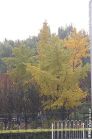 地毯公园银杏树