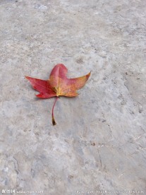 枫叶落地
