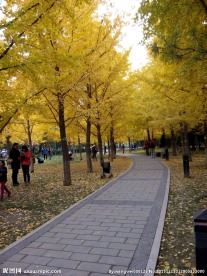 地坛公园银杏大道