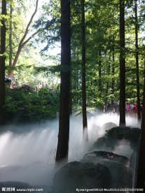 水杉