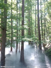 轻雾水杉