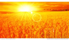 太阳光芒麦田希望