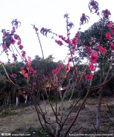 天空土地花