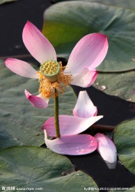 莲花落