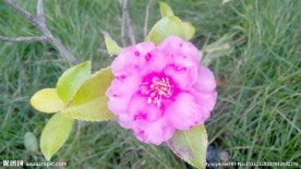粉红色茶花.