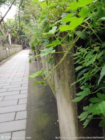 路边风景