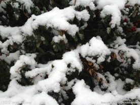 初雪