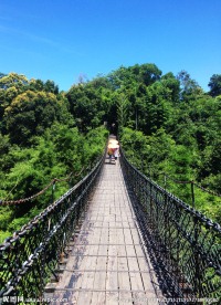 蓝天绿树吊桥风景