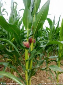 玉米 玉米植物