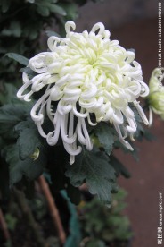 大菊花