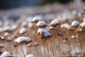 雪