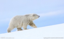 北极熊
