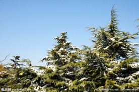 雪松