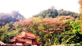 缙云山