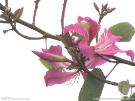 紫红花