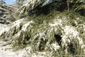 雪松