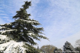 雪松