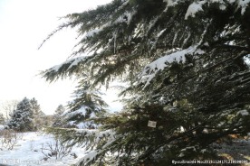 雪松