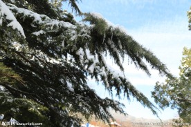 雪松