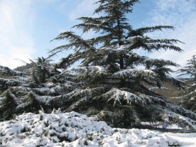 雪松