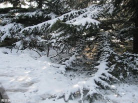 雪松