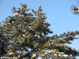 雪景