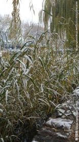 落雪
