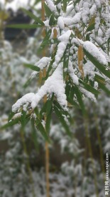 竹叶落雪