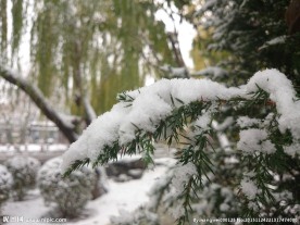 落雪