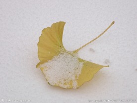 雪地上的银杏叶