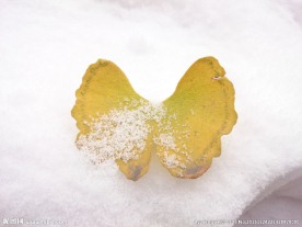 雪上的银杏叶