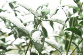 下雪 雪中 树叶 绿色 雪中绿