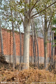 杨树