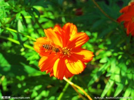 花与蜂