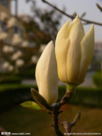 玉兰花 开放 含苞待放