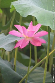 大荷花