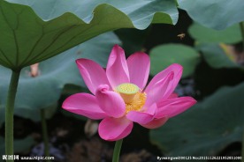 大荷花