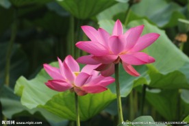 大荷花