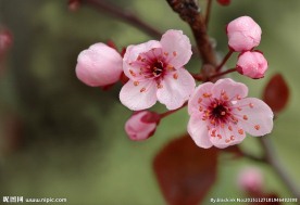 粉红桃花