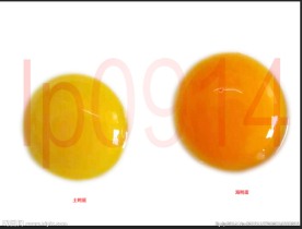 土鸭蛋黄 海鸭蛋黄